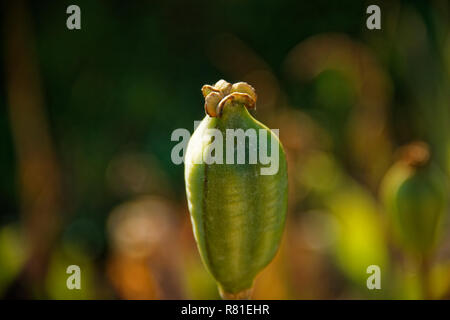 Mohn im Garten ohne Blütenblätter, Russland Stockfoto