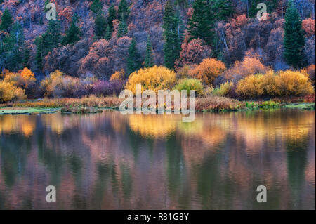 Herbst Bäume entlang der Ufer des Klamath See in Klamath Falls, Oregon Stockfoto