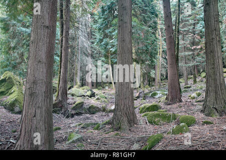 Tief im Wald. Peneda Geres National Park, im Norden von Portugal. Ende Sommer. Stockfoto