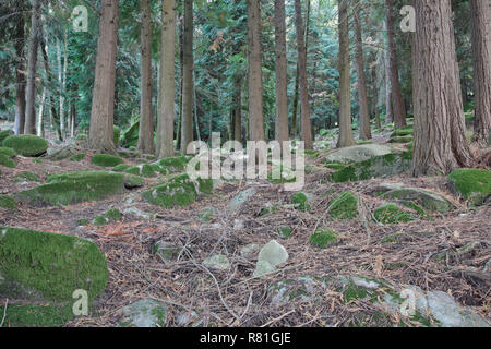 Tief im Wald. Peneda Geres National Park, im Norden von Portugal. Ende Sommer. Stockfoto