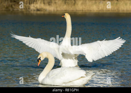 In der Nähe von einem schönen weißen Schwan (Cygnus atratus) mit ausgebreiteten Flügeln am See. Stockfoto