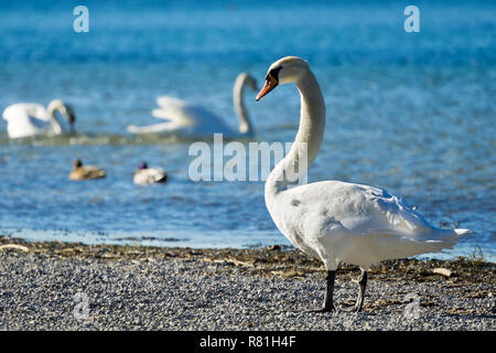 In der Nähe von einem schönen weißen Schwan (Cygnus atratus) am See an einem sonnigen Tag. Stockfoto