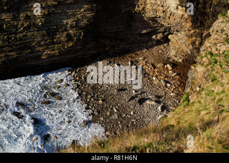 Graue Dichtungen in der Brutzeit, Orkney Isles Stockfoto