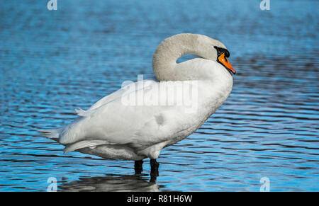 Seitenansicht eines schönen weißen Schwan (Cygnus atratus) stehen in einem See Stockfoto