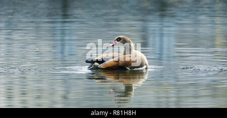 Nahaufnahme einer Nilgans (Alopochen Aegyptiaca) am See. Stockfoto