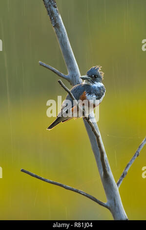 Eine vertikale Bild eines Nordamerikanischen Kingfisher auf einem toten Baum gehockt mit Regen durch die untergehende Sonne in ländlichen Alberta Kanada mit Hintergrundbeleuchtung. Stockfoto