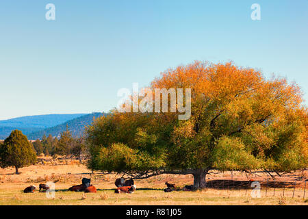 Ein großer Baum bietet Schatten für Rinder in einem Feld im östlichen Oregon Stockfoto