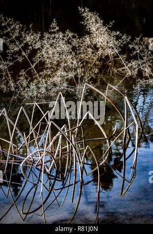 Zusammenfassung von verbogen, Schilf und anderen Pflanzen im Winter in einem flachen, Schlamm, unten flachen Teich, hat einen dunklen Wald auf seiner Oberfläche reflektiert. Stockfoto