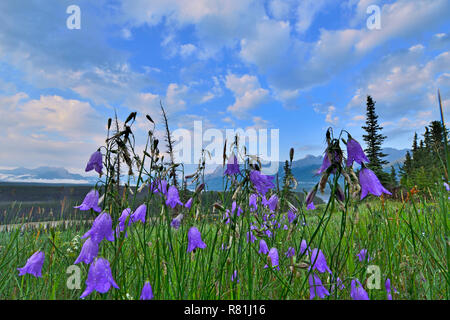 Ein Cluster von Bluebell Wildblumen in eine wilde Wiese in der Nähe der tocky Berge in ländlichen Alberta Kanada wächst. Stockfoto