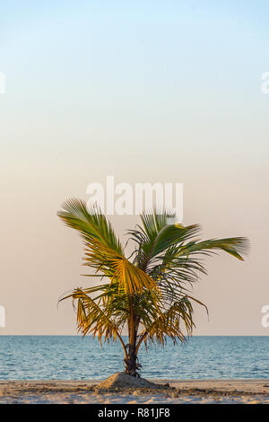 Einzelne junge Palme wächst auf White Sand Beach, blauer Himmel und Meer im Hintergrund. Stockfoto