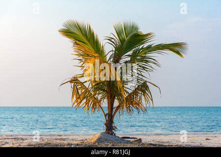 Einzelne junge Palme wächst auf White Sand Beach, blauer Himmel und Meer im Hintergrund. Stockfoto