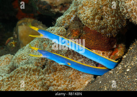 Ribbon Ribbon Moray, Aal, (Rhinomuraena quaesita). Zwei Männchen in ein Loch in einem Korallenriff. Bali, Bali, Indonesien Stockfoto