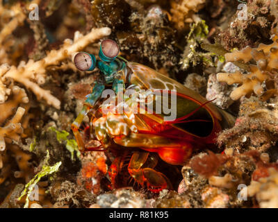 Peacock Mantis Shrimp (Odontodactylus scyllarus) in den Graben. Molukken-inseln Meer, Lembeh Strait, Sulawesi, Indonesien Stockfoto