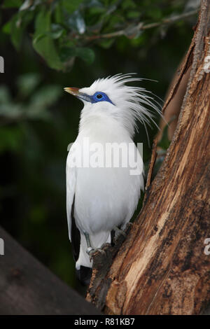 Bali Mynah, Bali Starling (Leucopsar victoriae) auf einem Ast festhalten. Deutschland Stockfoto