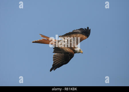 Rotmilan (Milvus milvus). Erwachsener im Flug. Deutschland Stockfoto