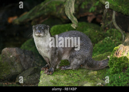 Eurasische Fischotter (Lutra Lutra). Nach stehend auf einem bemoosten Felsen. Deutschland Stockfoto