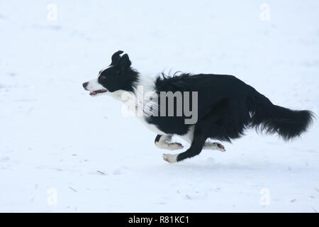 Border Collie. Erwachsener Hund laufen im Schnee. Deutschland Stockfoto