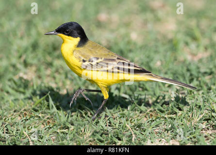 Western Schafstelze, Black-headed Bachstelze (Motacilla flava feldegg) Nahrungssuche am Boden. Äthiopien Stockfoto