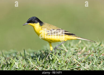 Western Schafstelze, Black-headed Bachstelze (Motacilla flava feldegg) Nahrungssuche am Boden. Äthiopien Stockfoto