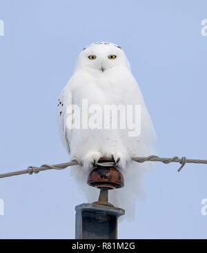 Männliche Schnee-eule (Bubo scandiacus) auf blauem Hintergrund auf einem hydro Pole im Winter in Ottawa, Kanada, thront isoliert Stockfoto