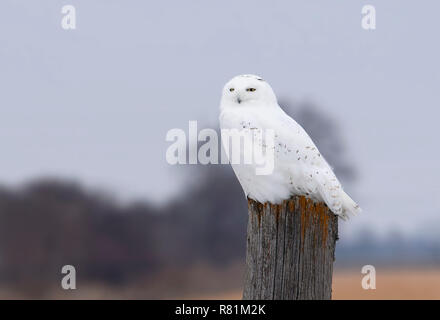 Männliche Schnee-eule (Bubo scandiacus) auf einem hölzernen Pfosten im Winter in Ottawa, Kanada gehockt Stockfoto