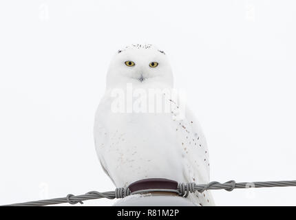 Männliche Schnee-eule (Bubo scandiacus) auf weißem Hintergrund auf einem hydro Pole im Winter in Ottawa, Kanada, thront isoliert Stockfoto