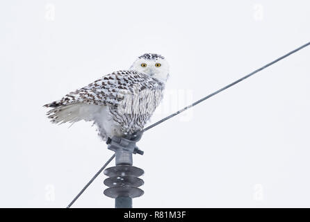 Schnee-eule (Bubo scandiacus) auf weißem Hintergrund auf einem hydro Pole im Winter in Ottawa, Kanada, thront isoliert Stockfoto