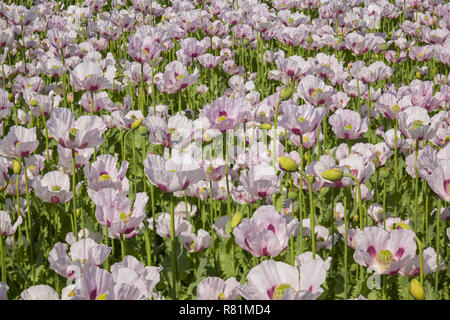 Arzneimittel, Schlafmohn, Papaver somniferum, in Feldern rund um Ipsden, Oxfordshire wachsende Stockfoto