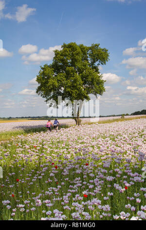 Radfahrer Radfahren durch Felder von Arzneimitteln, Schlafmohn, Papaver somniferum, in Ipsden, Oxfordshire Stockfoto