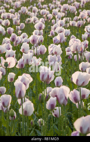 Arzneimittel, Schlafmohn, Papaver somniferum, in Feldern rund um Ipsden, Oxfordshire wachsende Stockfoto