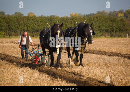 Traditionelle pferdefuhrwerk Pflügen mit Shire pferde an Dunsden Pflügen übereinstimmen, Oxfordshire Stockfoto