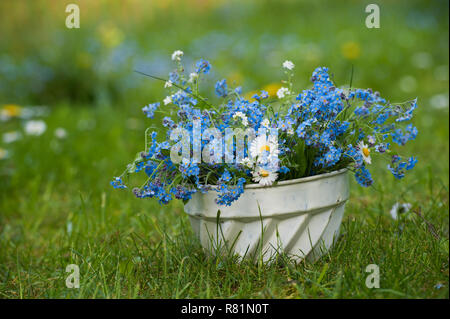 Vergiss mich nicht Blumen in einem backformen Stockfoto