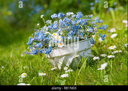 Vergiss mich nicht Blumen in einem backformen Stockfoto