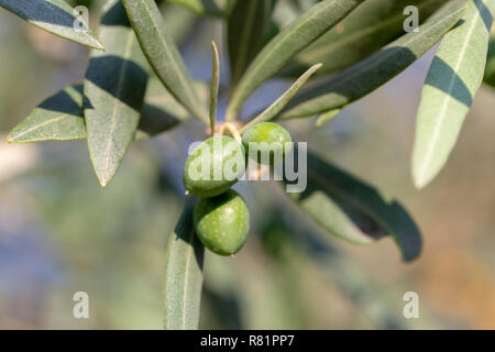 Nahaufnahme von einem Ölbaum mit frischen Oliven und grüne Blätter in Olivenplantage in Griechenland. Stockfoto