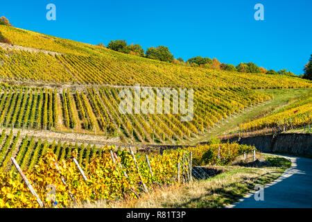 Rheingauer Weinberge bei Assmannshausen in das Obere Mittelrheintal, Deutschland Stockfoto