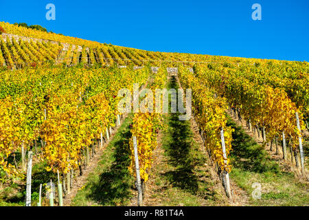 Rheingauer Weinberge bei Assmannshausen in das Obere Mittelrheintal, Deutschland Stockfoto