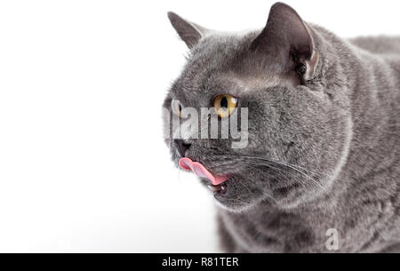 Grau britische Katze leckt seine Zunge auf weißem Hintergrund Stockfoto