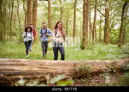 Multi-ethnische Gruppe von vier jungen Erwachsenen Freunde zu Fuß in einem Wald bei einer Wanderung, Vorderansicht Stockfoto