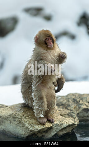 Japanischen Makaken und Cub in der Nähe der natürlichen heißen Quellen. Die japanischen Makaken (Wissenschaftlicher Name: Macaca fuscata), auch als Snow monkey bekannt. Natürliche Stockfoto