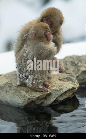 Japanischen Makaken und Cub in der Nähe der natürlichen heißen Quellen. Die japanischen Makaken (Wissenschaftlicher Name: Macaca fuscata), auch als Snow monkey bekannt. Natürliche Stockfoto