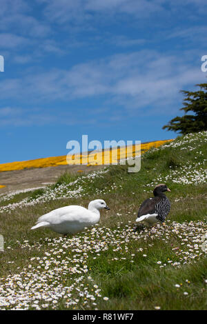 Vereinigtes Königreich, Falkland Inseln, West Falkland, West Point Island. Kelp Gans (WILD: Chloephaga hybrida) Paar in Grünland Lebensraum. Stockfoto