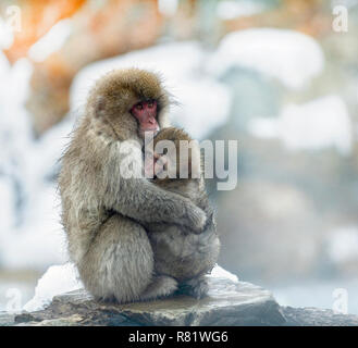 Japanischen Makaken und Cub. Die japanischen Makaken (Wissenschaftlicher Name: Macaca fuscata), auch als Snow monkey bekannt. Natürlicher Lebensraum, Wintersaison. Stockfoto