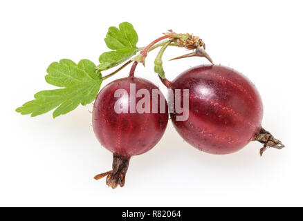 Rote Stachelbeeren mit grünen Blättern auf weißem Hintergrund Stockfoto