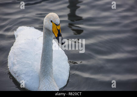 Schöne weiße Keuchhusten Schwäne Stockfoto