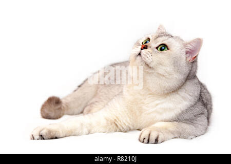 Schöne silber Britische Katze mit grünen Augen und rosa Nase liegt vor der Kamera auf einem weißen Hintergrund isoliert und sieht auf. Stockfoto