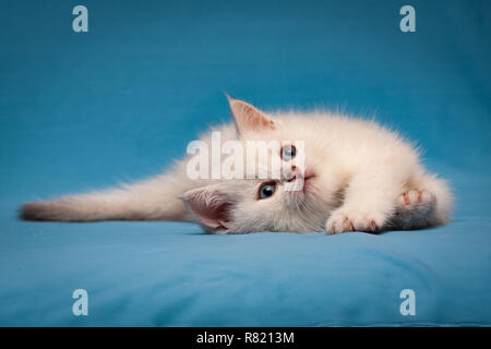 Charmante weiße britische Katze mit blauen Augen liegt ruhig auf einem blauen Hintergrund und sieht auf. Stockfoto