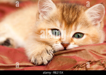 Sanfte Golden British Kätzchen ruht auf dem Bett und schaut in die Kamera mit grünen Augen. Stockfoto