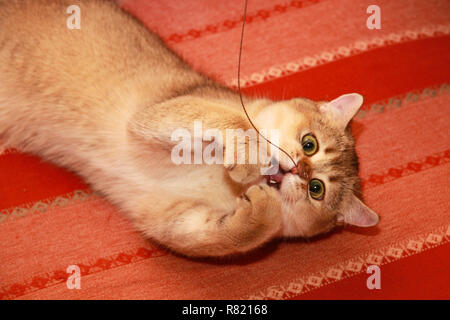 Die goldenen Britische Katze liegt mit der Oberseite nach unten auf der Couch und spielt mit einer silbernen Kette, die versucht, es zu fangen. Stockfoto