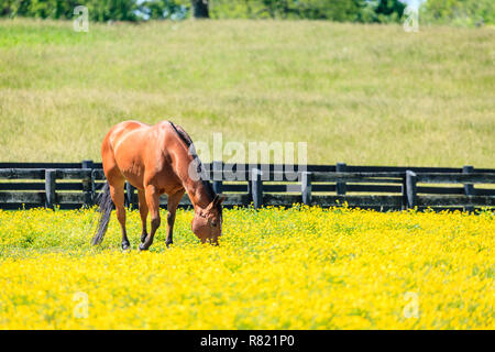 Wunderschöne Fuchsstute auf einer Farm in Central Kentucky Stockfoto