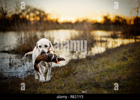 Hund eine tote Ente in seinem Mund an einem See. Stockfoto